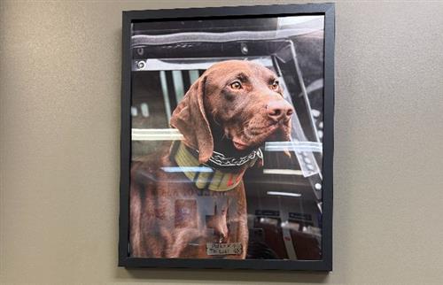  Loki the Public Safety Dog